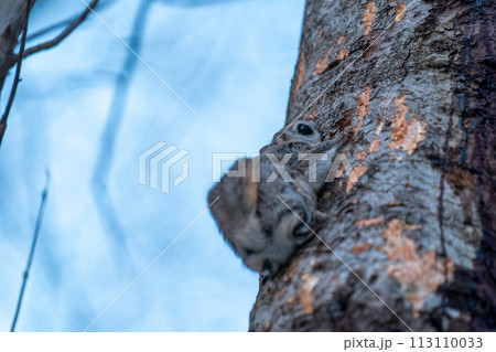 樹皮を食べるエゾモモンガ 113110033