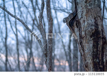 残照と巣穴から顔を出したエゾモモンガ 113110035