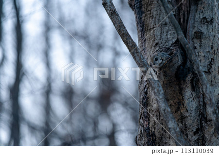 巣穴から顔を出したエゾモモンガ 113110039