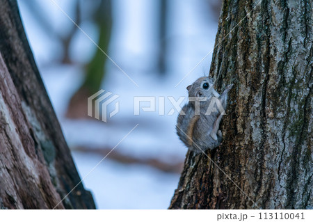 木にとまるエゾモモンガ 113110041