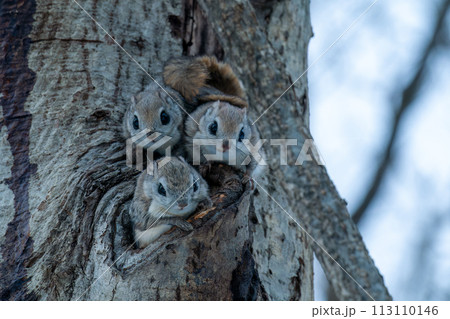 巣穴から顔を出した三匹のエゾモモンガ 113110146