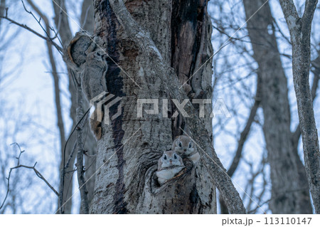 巣穴から顔を出した二匹のエゾモモンガと樹皮を食べる二匹のエゾモモンガ 113110147
