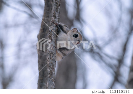 細い樹木にとまるエゾモモンガ 細い樹木にとまるエゾモモンガ 113110152