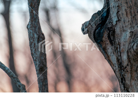 夕日とエゾモモンガ 夕日とエゾモモンガ 113110228
