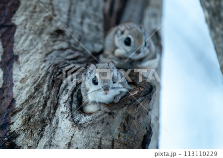 巣穴から顔を出した二匹のエゾモモンガ 113110229
