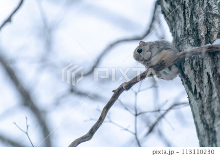細い枝にとまるエゾモモンガ 113110230