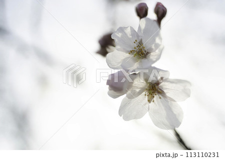 ソメイヨシノ ソメイヨシノ 113110231