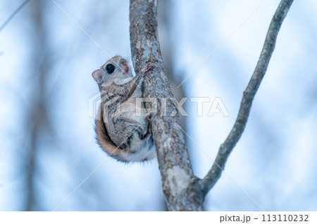 細い樹木にとまるエゾモモンガ 細い樹木にとまるエゾモモンガ 113110232