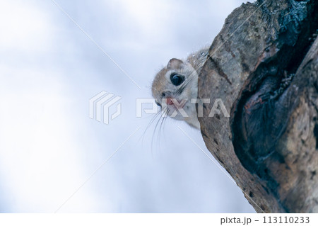 巣穴から顔を出したエゾモモンガ 113110233
