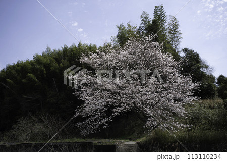 ソメイヨシノ 113110234
