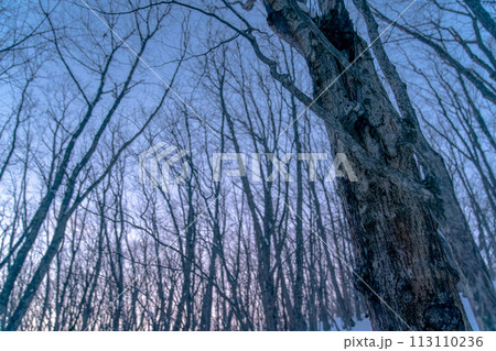 残照のエゾモモンガ 113110236