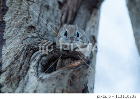 巣穴から顔を出したエゾモモンガ 巣穴から顔を出したエゾモモンガ 113110238