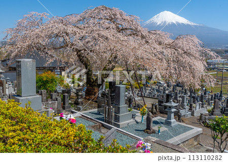 大きく立派な枝垂れ桜と富士山 富士宮市 先照寺 大きく立派な枝垂れ桜と富士山 富士宮市 先照寺 113110282