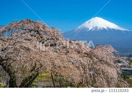 大きく立派な枝垂れ桜と富士山 富士宮市 先照寺 大きく立派な枝垂れ桜と富士山 富士宮市 先照寺 113110283