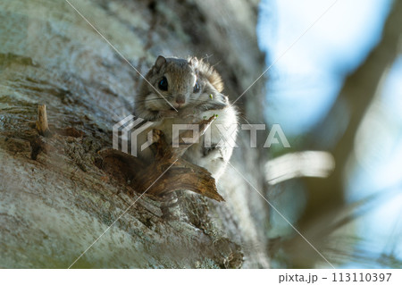 朝日を浴び樹木で休むエゾモモンガ 113110397