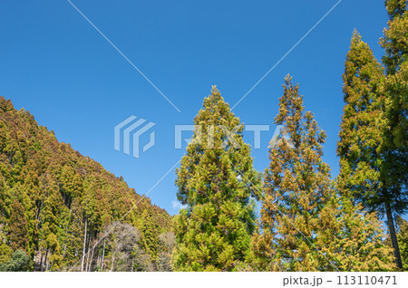 春の京都洛北鞍馬の針葉樹林 春の京都洛北鞍馬の針葉樹林 113110471