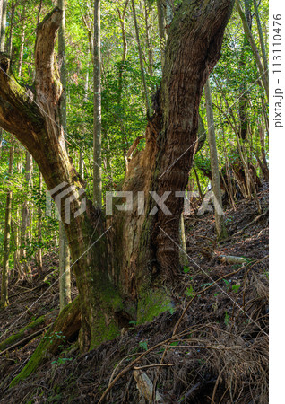 針葉樹林の古木　京都市鞍馬 113110476