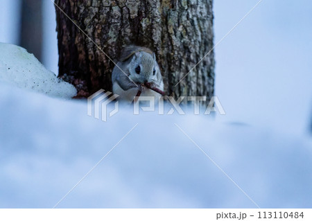 雪の上でハンノキの花穂を食べるエゾモモンガ 113110484