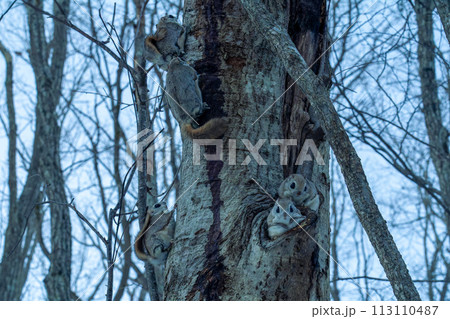 巣穴から顔を出した二匹のエゾモモンガと樹皮を食べる三匹のエゾモモンガ 113110487