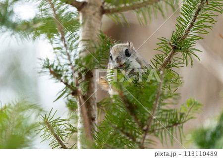 明るい時間に松の葉を食べるエゾモモンガ 明るい時間に松の葉を食べるエゾモモンガ 113110489