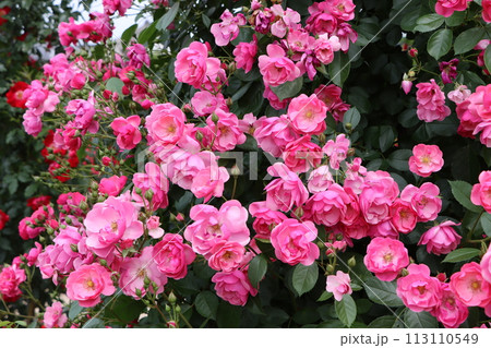 バラエティーに富む花言葉が楽しい薔薇の花ー四 113110549