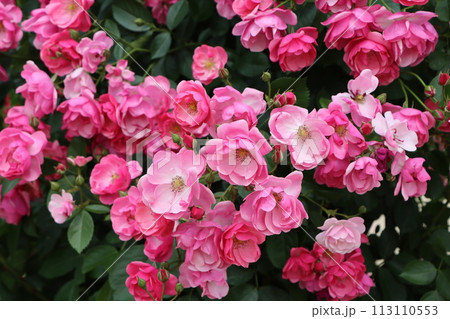 バラエティーに富む花言葉が楽しい薔薇の花ー弐 バラエティーに富む花言葉が楽しい薔薇の花ー弐 113110553