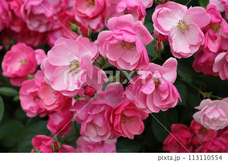 バラエティーに富む花言葉が楽しいバラの花ー壱 113110554