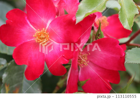 バラエティーに富む花言葉が楽しい薔薇の花 バラエティーに富む花言葉が楽しい薔薇の花 113110555