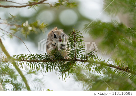 朝日を浴びて枝に立つエゾモモンガ 113110595