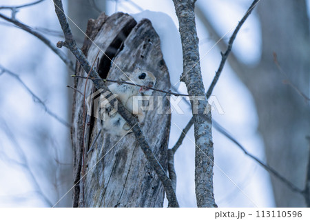 冬芽を食べるエゾモモンガ 冬芽を食べるエゾモモンガ 113110596