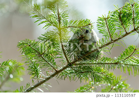 明るい時間に松の葉を食べるエゾモモンガ 113110597