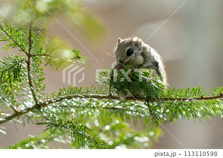 明るい時間に松の葉を食べるエゾモモンガ 明るい時間に松の葉を食べるエゾモモンガ 113110598