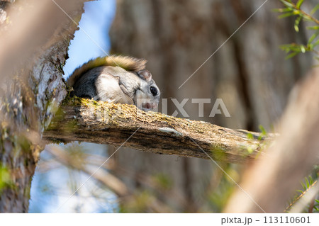 お昼寝中のエゾモモンガ 113110601
