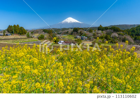 富士山と菜の花 113110602
