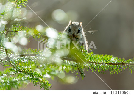 明るい時間に松の葉を食べるエゾモモンガ 明るい時間に松の葉を食べるエゾモモンガ 113110603