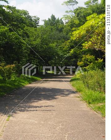 緑に囲まれた道 緑に囲まれた道 113110718