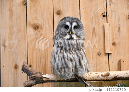 カラフトフクロウ カラフトフクロウ 113110720