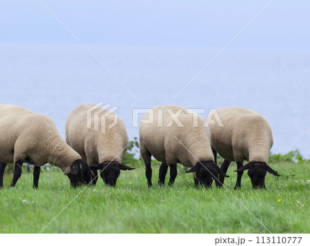 並んで草を食むサフォーク羊たち 113110777