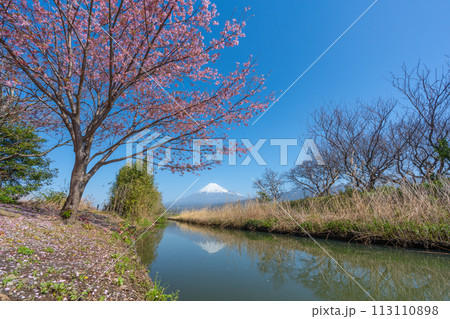 富士山と小川に咲く桜 113110898