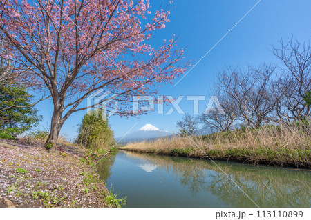 富士山と小川に咲く桜 113110899