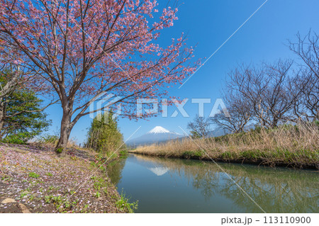 富士山と小川に咲く桜 113110900