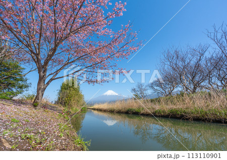 富士山と小川に咲く桜 113110901