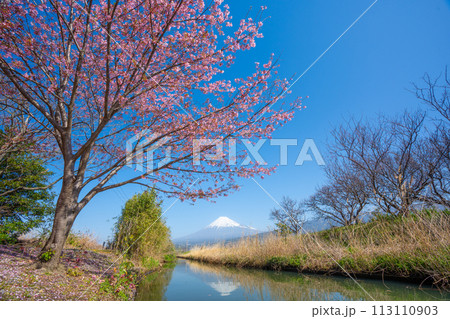 富士山と小川に咲く桜 富士山と小川に咲く桜 113110903