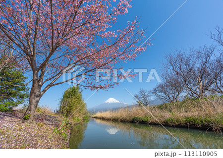 富士山と小川に咲く桜 富士山と小川に咲く桜 113110905