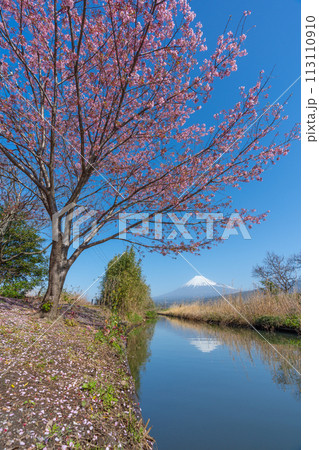 富士山と小川に咲く桜 富士山と小川に咲く桜 113110910