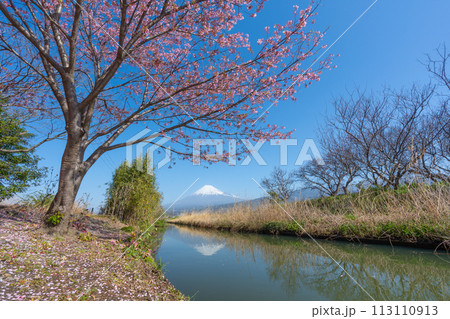 富士山と小川に咲く桜 富士山と小川に咲く桜 113110913