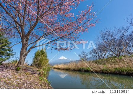 富士山と小川に咲く桜 富士山と小川に咲く桜 113110914