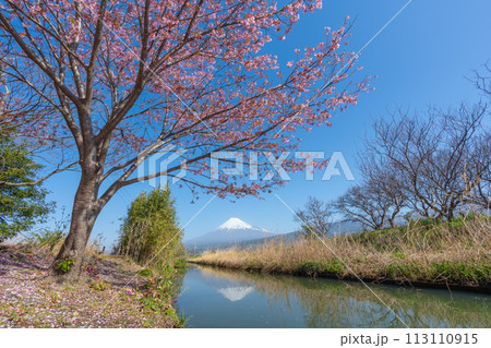 富士山と小川に咲く桜 富士山と小川に咲く桜 113110915