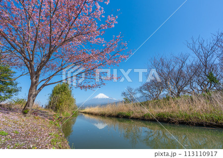 富士山と小川に咲く桜 富士山と小川に咲く桜 113110917