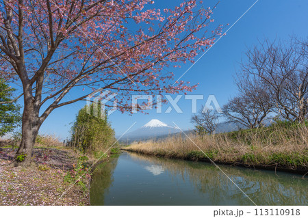 富士山と小川に咲く桜 富士山と小川に咲く桜 113110918
